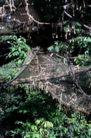 Dappled Meadow, Detail 2   2004